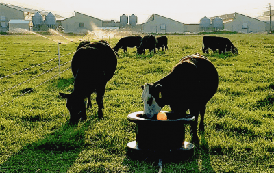 Cattle at Trough_BradB