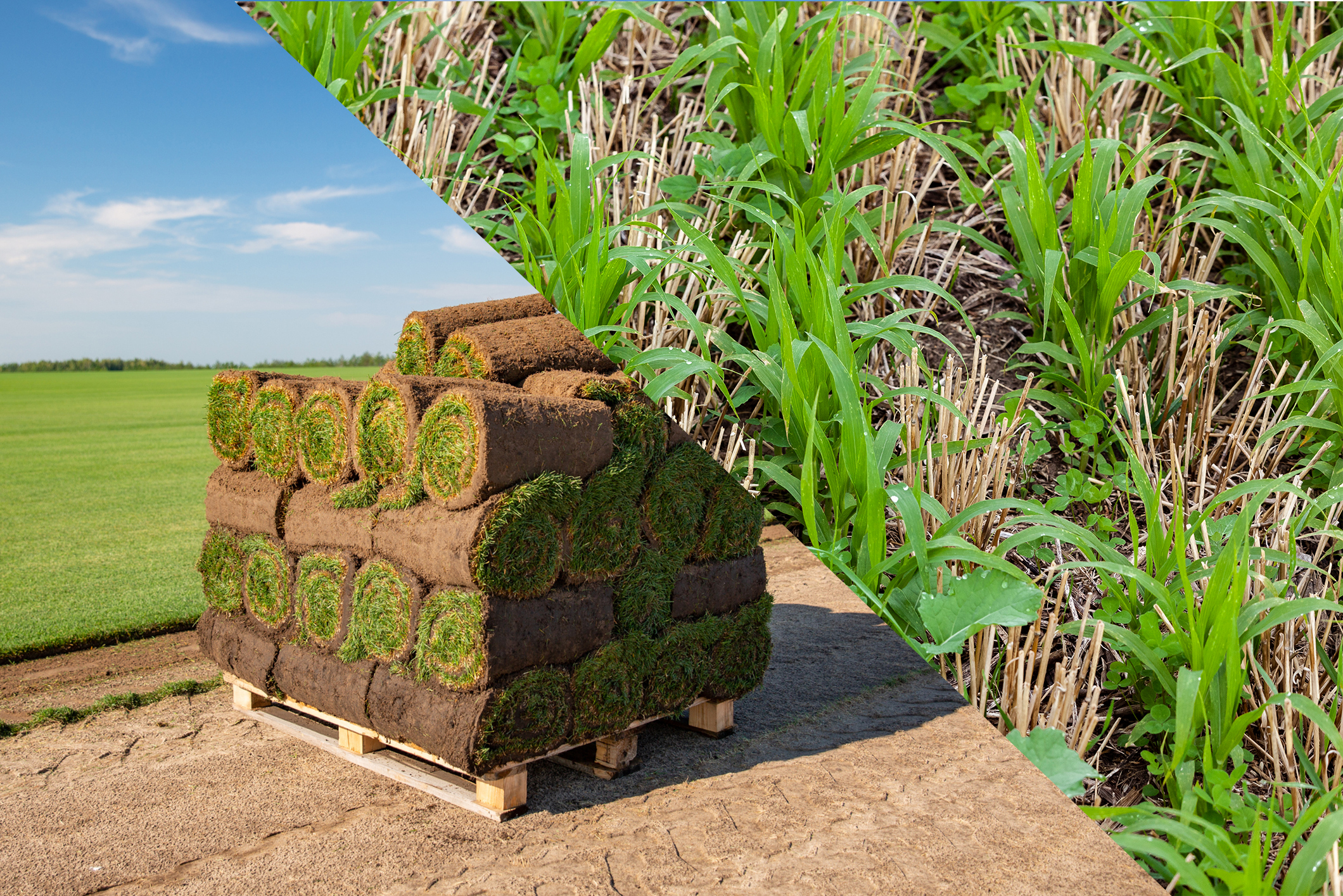 sod and planting